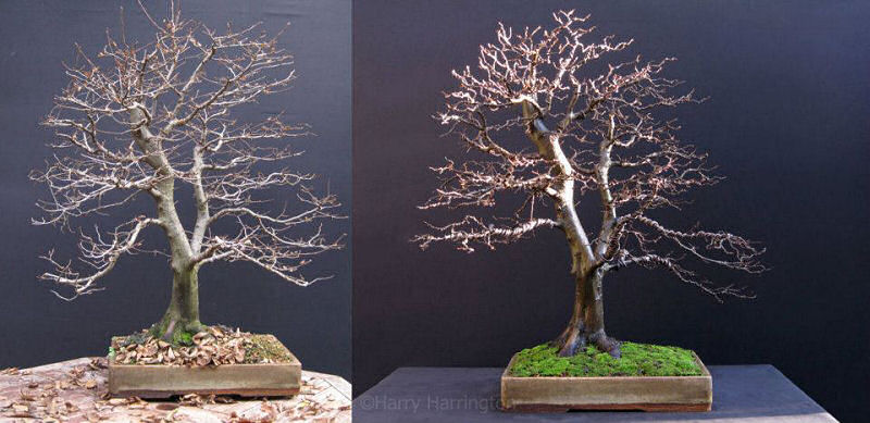 bonsai wiring